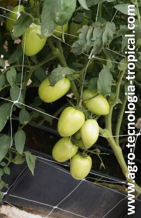 El tomate perita dentro de los invernaderos puede atender a los segmentos cy d de la población
